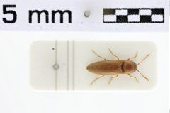 Foto (Dorsalansicht) von Priopus mindoroensis (Platia & Schimmel, 2004)